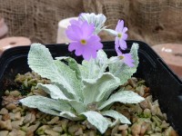 Primula farinosa