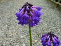 Primula muscarioides