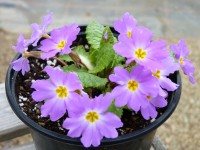 Primula vulgaris ssp. sibthorpii