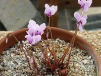 Cyclamen africanum