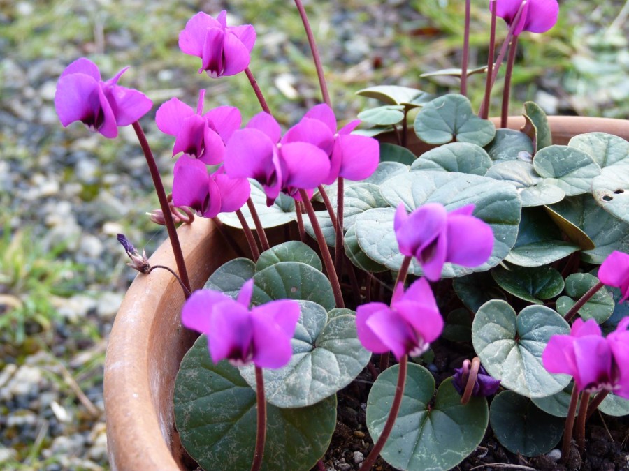 Cyclamen coum x 'Ruby Star