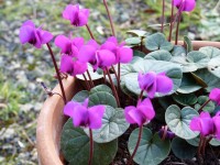 Cyclamen coum x 'Ruby Star