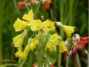 Primula florindae hybrids