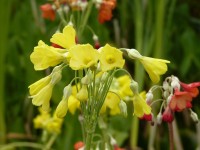 Primula florindae hybrids