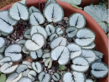 Cyclamen coum x 'Silver Leaf'