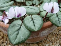 Cyclamen coum x 'Silver Leaf - Album'