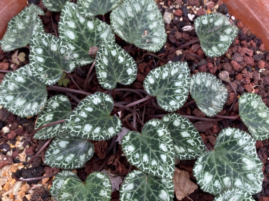 Cyclamen graecum subsp. candicum'