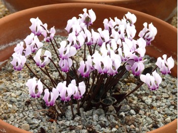 Cyclamen graecum subsp. candicum'