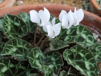 Cyclamen graecum subsp. graecum f. album