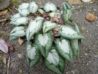 Cyclamen hederifolium