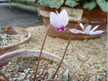 Cyclamen hederifolium 'Narrow Leaf, silver leaf'