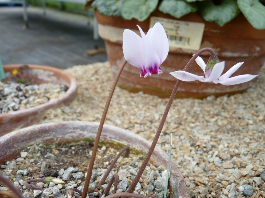 Cyclamen hederifolium 'Narrow Leaf, silver leaf'