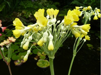 Primula florindae hybrids