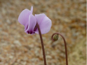 Cyclamen de naples, feuillage argenté