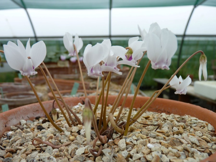 Cyclamen hederifolium - Weiß