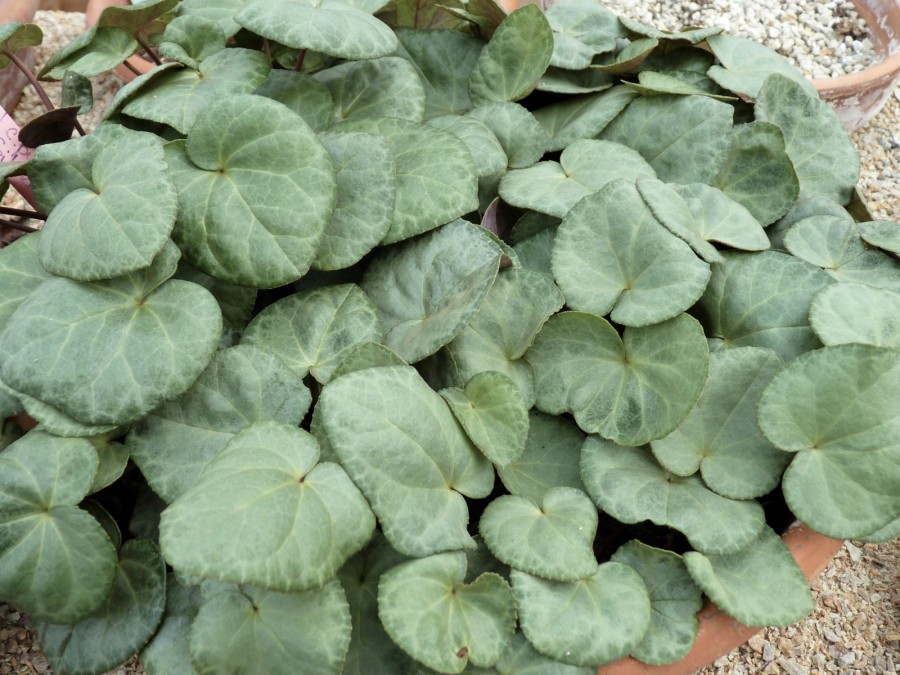 Cyclamen purpurascens 'silver leaf'