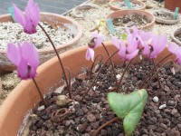 Cyclamen purpurascens 'silver leaf'