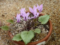 Cyclamen rhodium