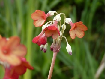 Primula florindae hybrids