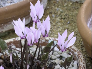 Cyclamen rhodium