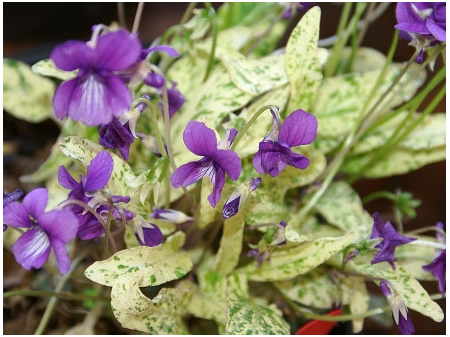 Viola mandaschurica 'Fuji Dawn'