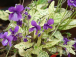 Viola mandaschurica 'Fuji Dawn' -