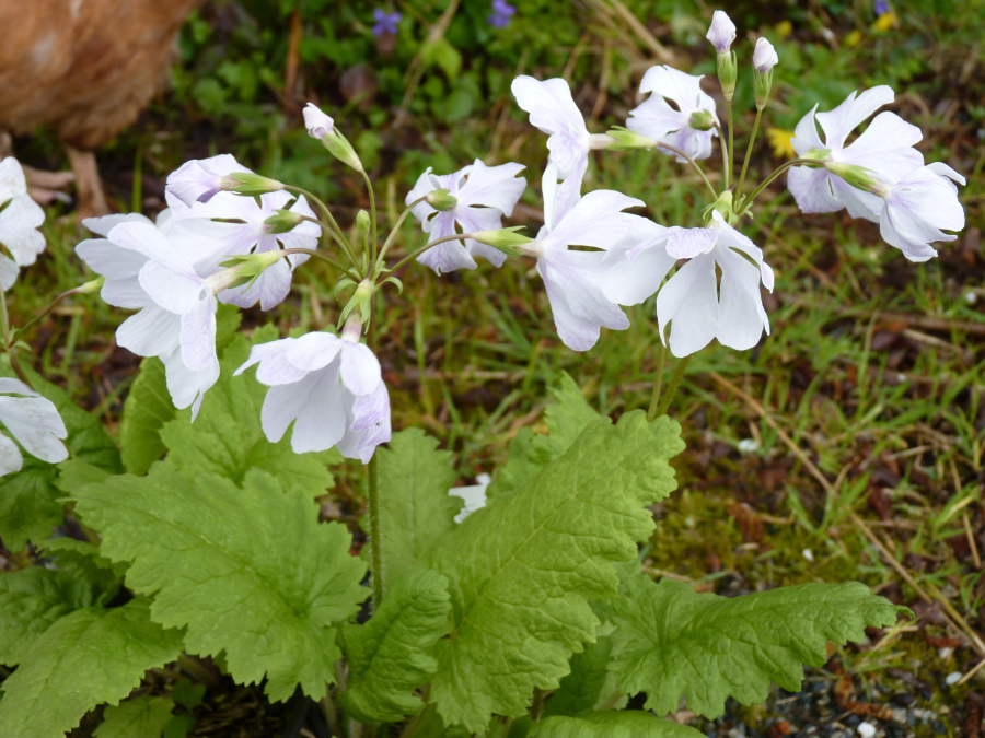 Primula sieboldii Janomegasa