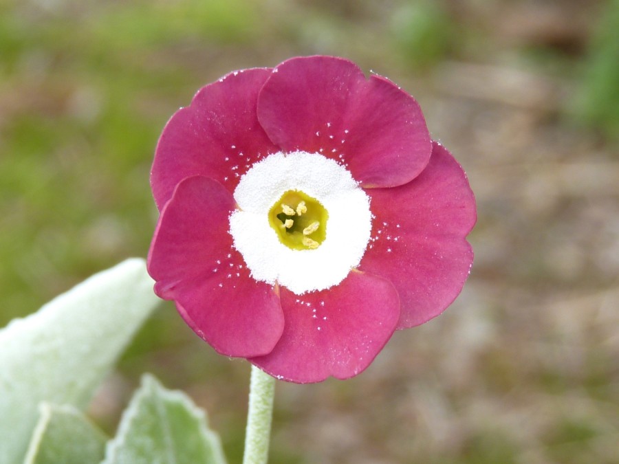 Primula auricula ' Chamallow'