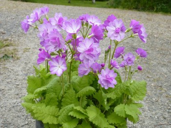 Primula sieboldii 'Iso Botan'