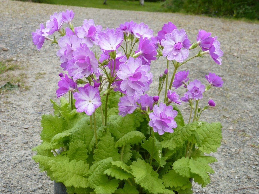 Primula sieboldii 'Iso Botan'