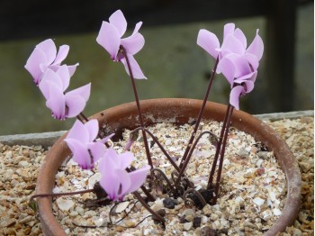 Cyclamen de Grèce