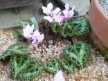 Cyclamen graecum