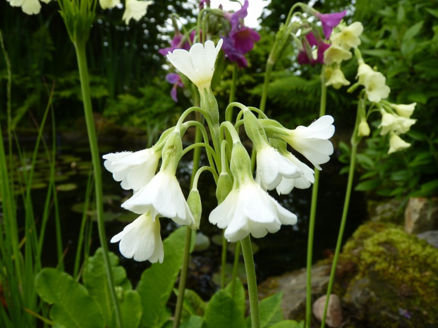 Primula alpicola