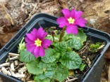 Primula juliae x 'Mrs Ferguson'