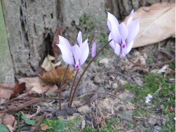 Cyclamen cilicium