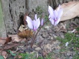 Cyclamen cilicium