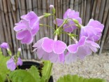 Primula sieboldii 'Kuni-no-hikari'