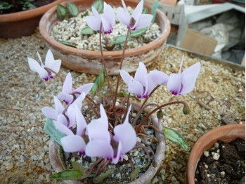 Cyclamen hederifolium 'Narrow Leaf, Silver Leaf'' seeds