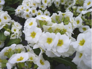 Primula x polyantha 'Sorbet'