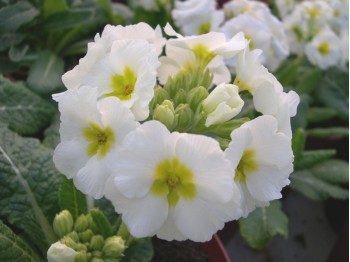 Primula x polyanthus 'Sorbet'