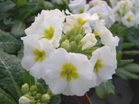 Primula x polyanthus 'Sorbet'