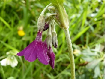 Primula alpicola