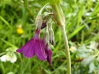 Primula alpicola