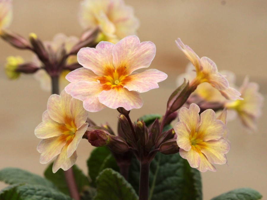 Primula 'Enora'