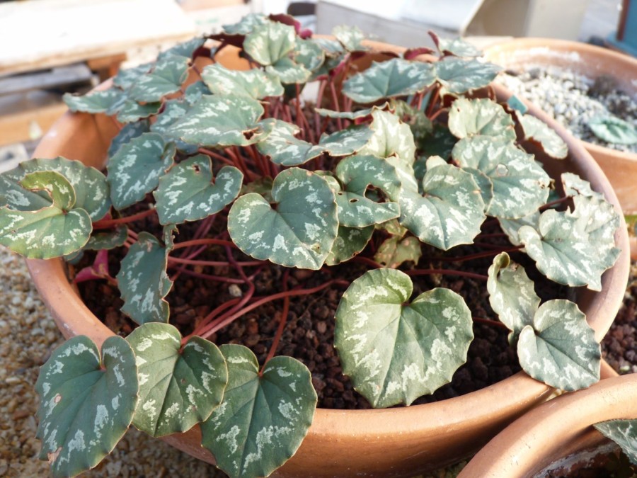 Cyclamen mirabile