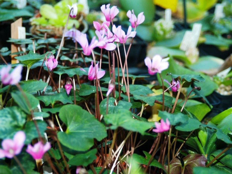 Cyclamen repandum