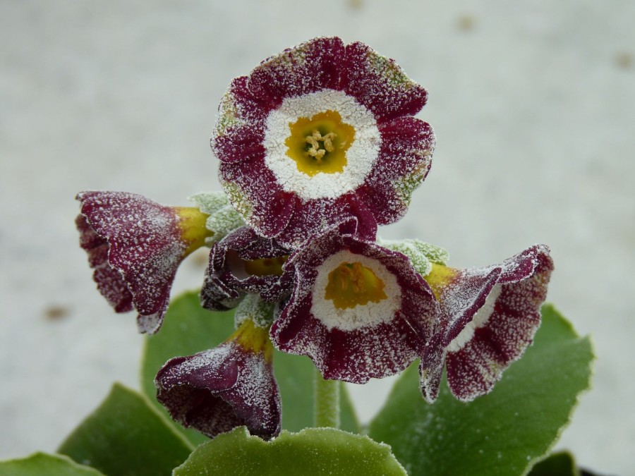 Primula auricula 'War Paint'