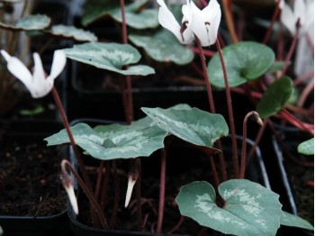 Cyclamen repahndum 'Album'