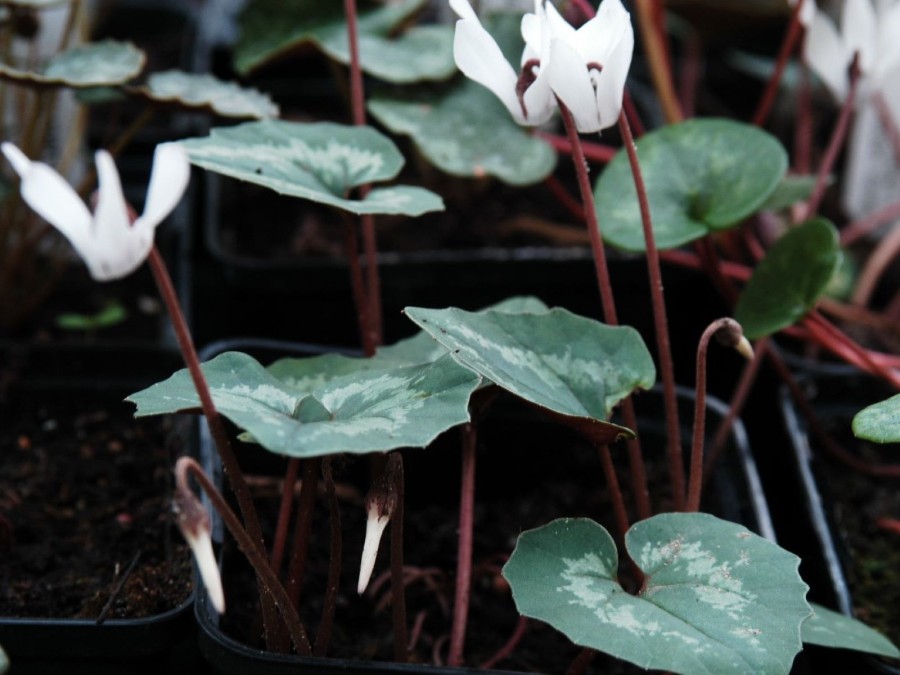 Cyclamen repandum var repandum f. album