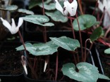 Cyclamen repahndum 'Album'